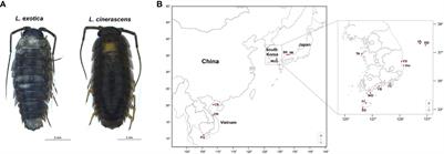 Molecular population genetics and phylogeographic studies of Ligia exotica and Ligia cinerascens in East Asia